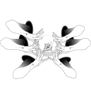 Anomaly Friendly Cape  CC