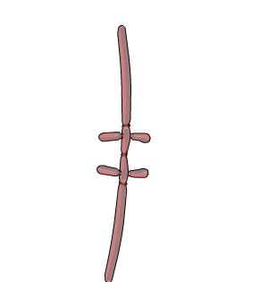 RQ Birthday Dual Balloon Long Sword CC