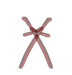 RQ Birthday Balloon Backswords CC